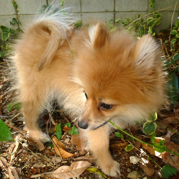 f:id:noraneko222:20121130183447j:image f:id:noraneko222:20121130183447j:image