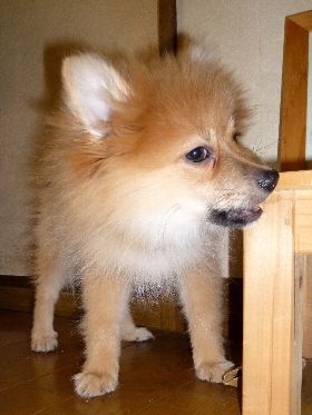 f:id:noraneko222:20121130185809j:image