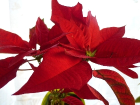 f:id:noraneko222:20121205190433j:image