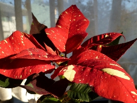 f:id:noraneko222:20121205190434j:image