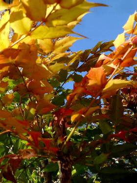 f:id:noraneko222:20121216195508j:image