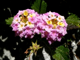 f:id:noraneko222:20121231170725j:image:left