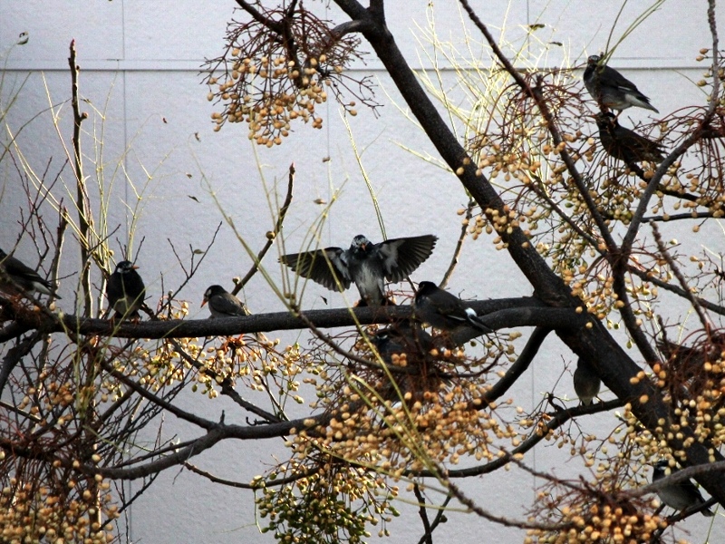 f:id:noraneko222:20130110193049j:image