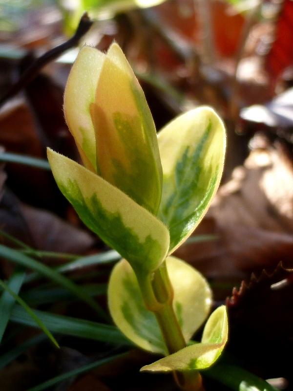 f:id:noraneko222:20130113173220j:image f:id:noraneko222:20130113173220j:image