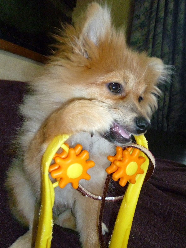 f:id:noraneko222:20130114184823j:image f:id:noraneko222:20130114184823j:image