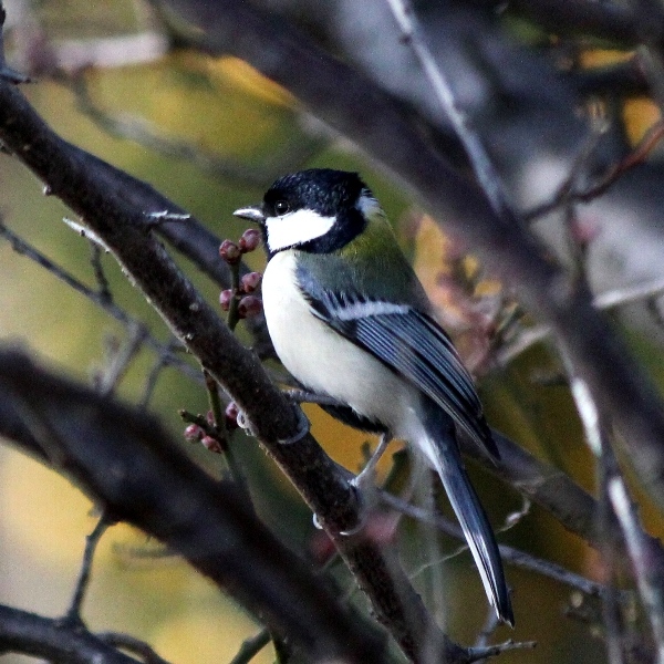 f:id:noraneko222:20130119182843j:image