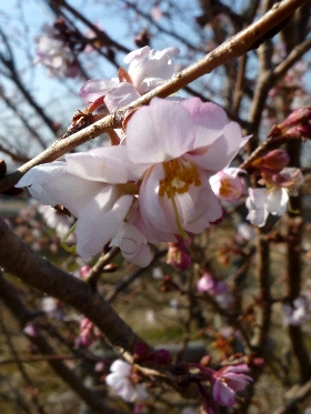 f:id:noraneko222:20130120182246j:image