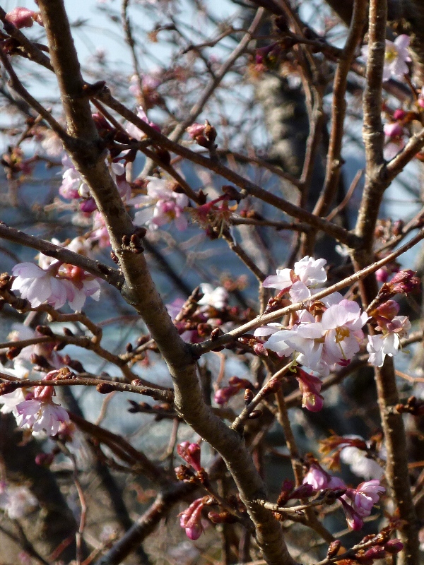 f:id:noraneko222:20130120182248j:image