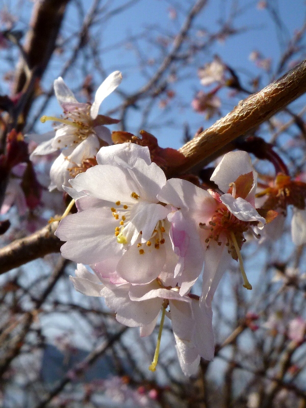 f:id:noraneko222:20130120182249j:image