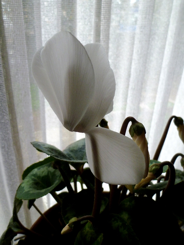 f:id:noraneko222:20130123184519j:image