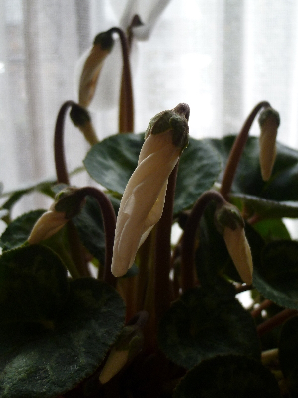 f:id:noraneko222:20130123184520j:image