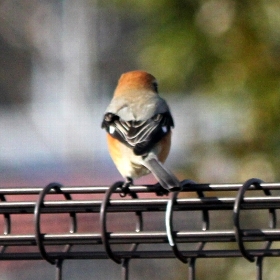 f:id:noraneko222:20130124185741j:image f:id:noraneko222:20130124185741j:image