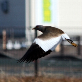 f:id:noraneko222:20130129192205j:image