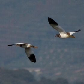 f:id:noraneko222:20130129192206j:image f:id:noraneko222:20130129192206j:image
