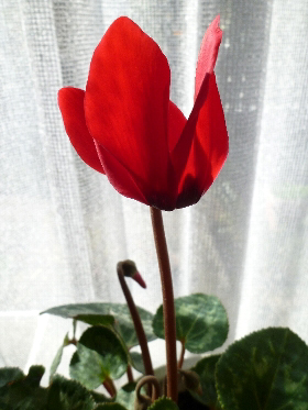 f:id:noraneko222:20130206192535j:image