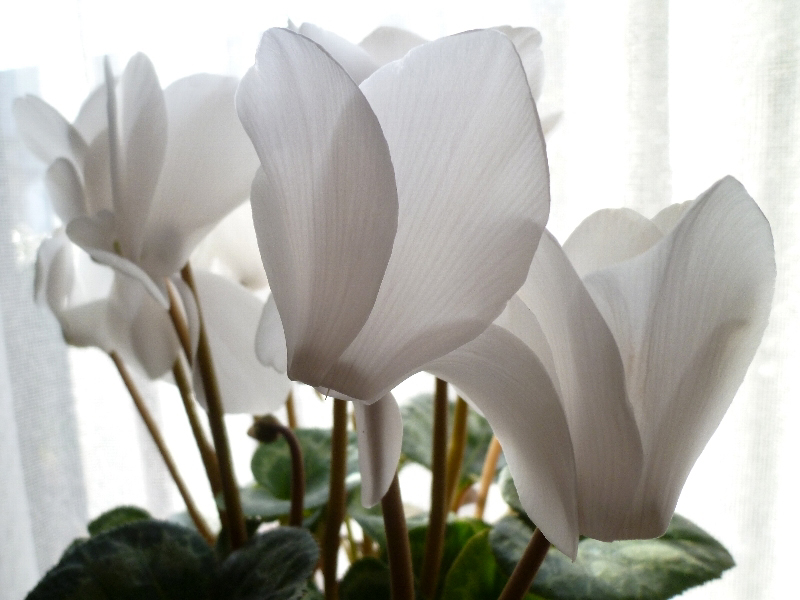 f:id:noraneko222:20130206192536j:image f:id:noraneko222:20130206192536j:image