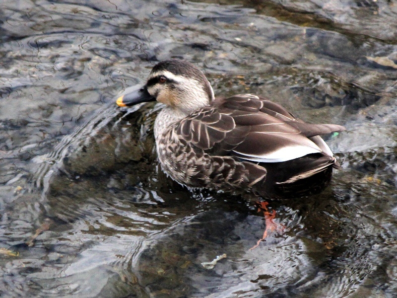 f:id:noraneko222:20130210183328j:image