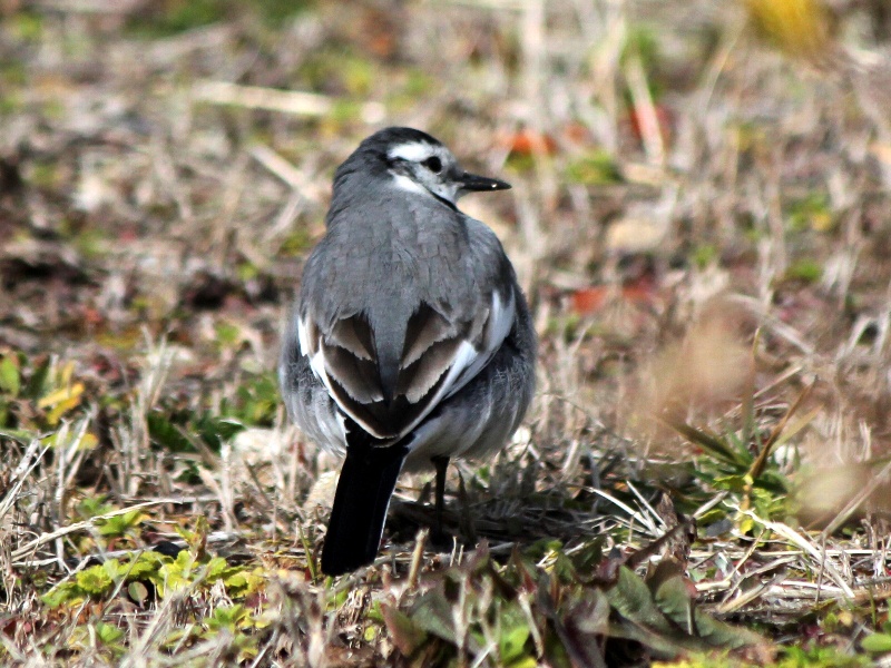 f:id:noraneko222:20130211183124j:image f:id:noraneko222:20130211183124j:image