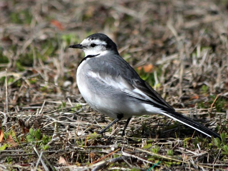 f:id:noraneko222:20130211183125j:image f:id:noraneko222:20130211183125j:image