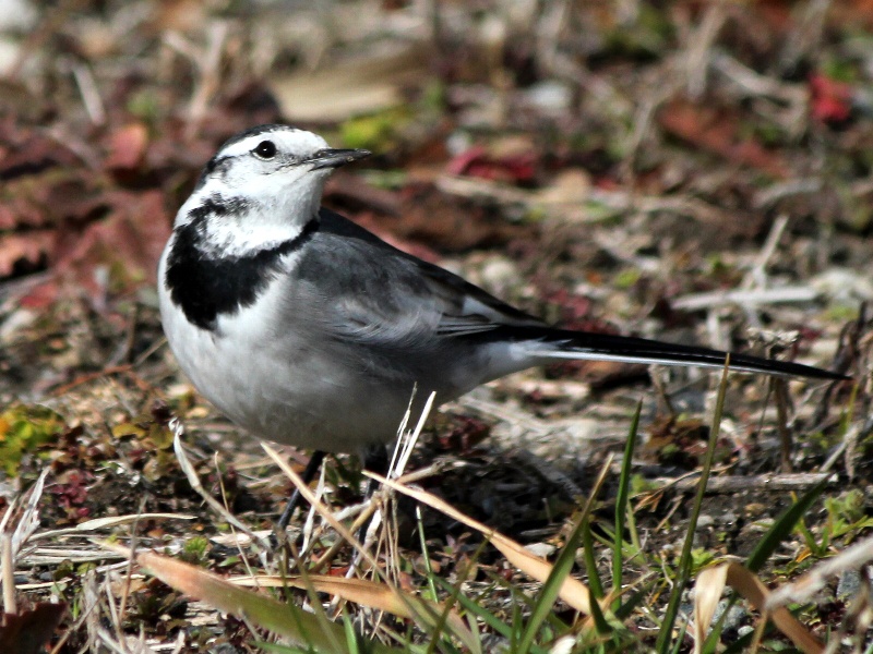 f:id:noraneko222:20130211183127j:image f:id:noraneko222:20130211183127j:image