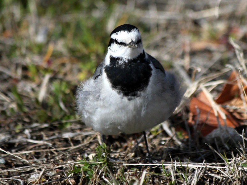 f:id:noraneko222:20130211183128j:image f:id:noraneko222:20130211183128j:image