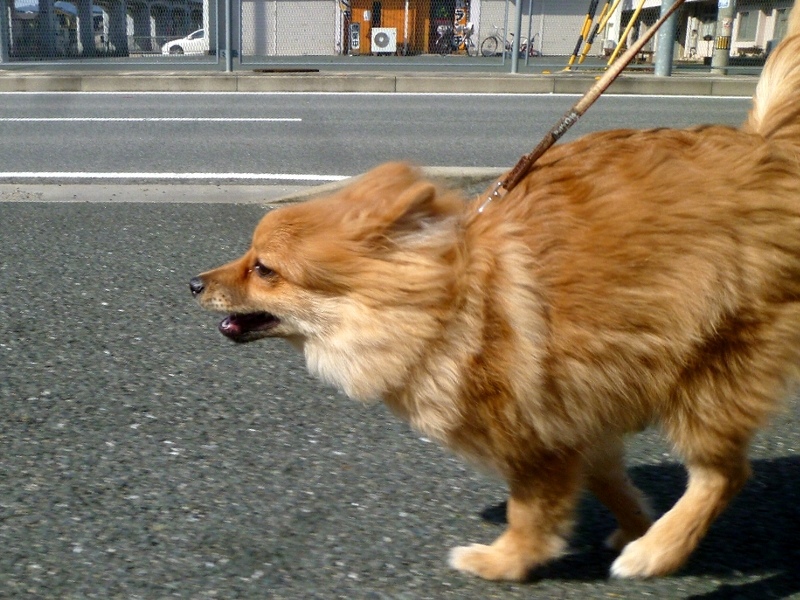 f:id:noraneko222:20130218184342j:image f:id:noraneko222:20130218184342j:image