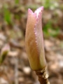 [紫陽花][新芽]