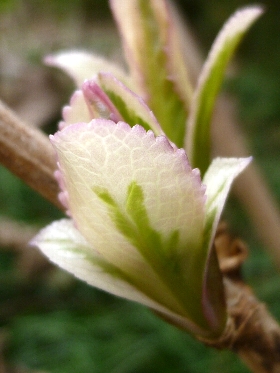 [紫陽花][新芽]