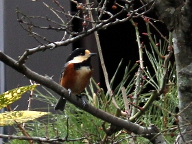 f:id:noraneko222:20130228183645j:image f:id:noraneko222:20130228183645j:image