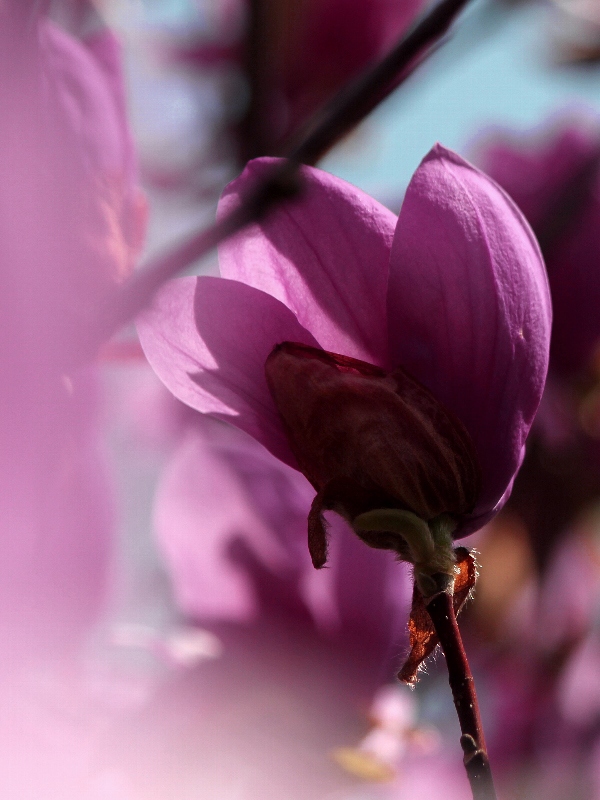 f:id:noraneko222:20130320205326j:image