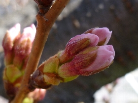 f:id:noraneko222:20130321181948j:image f:id:noraneko222:20130321181948j:image
