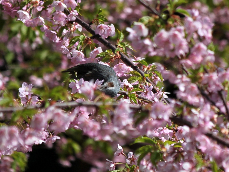 f:id:noraneko222:20130321182101j:image f:id:noraneko222:20130321182101j:image