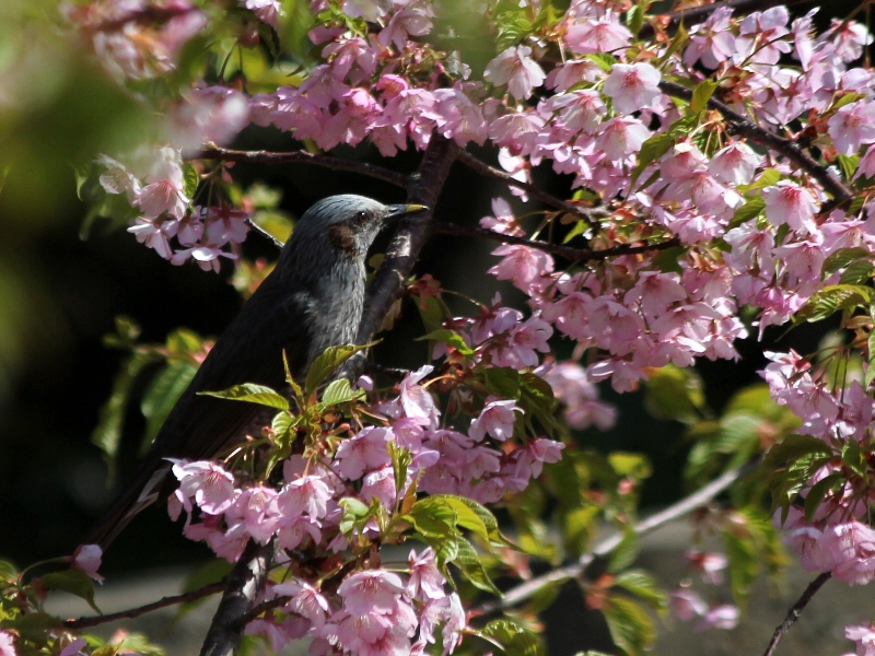 f:id:noraneko222:20130321182102j:image f:id:noraneko222:20130321182102j:image