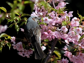 f:id:noraneko222:20130321182103j:image f:id:noraneko222:20130321182103j:image