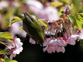 f:id:noraneko222:20130321182223j:image