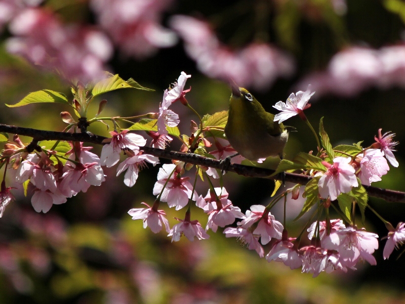 f:id:noraneko222:20130321182224j:image f:id:noraneko222:20130321182224j:image