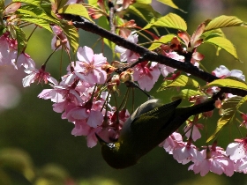 f:id:noraneko222:20130321182225j:image f:id:noraneko222:20130321182225j:image