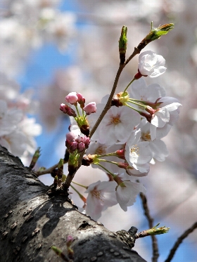 f:id:noraneko222:20130331182343j:image f:id:noraneko222:20130331182343j:image