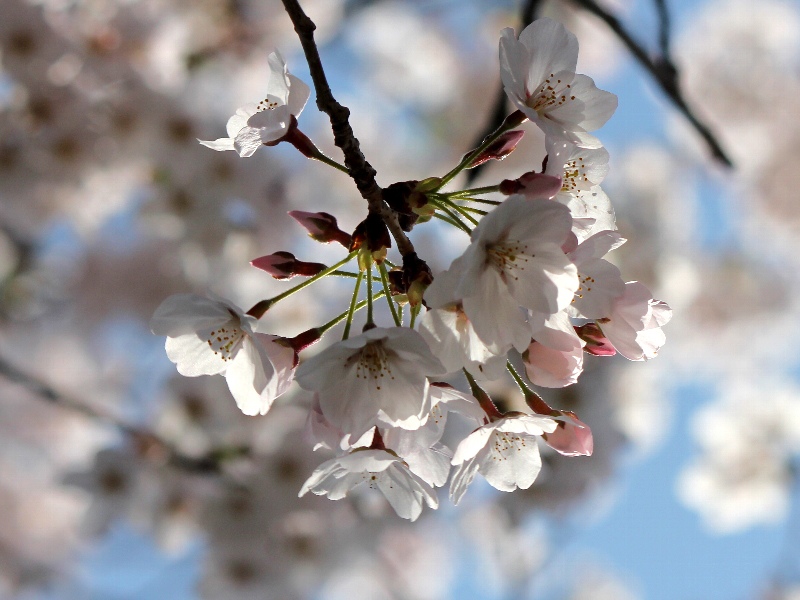 f:id:noraneko222:20130331182344j:image f:id:noraneko222:20130331182344j:image