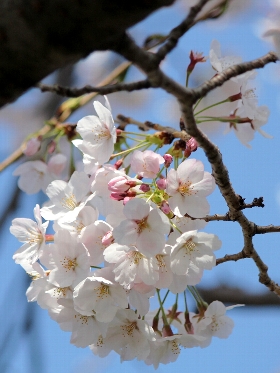 f:id:noraneko222:20130331182345j:image