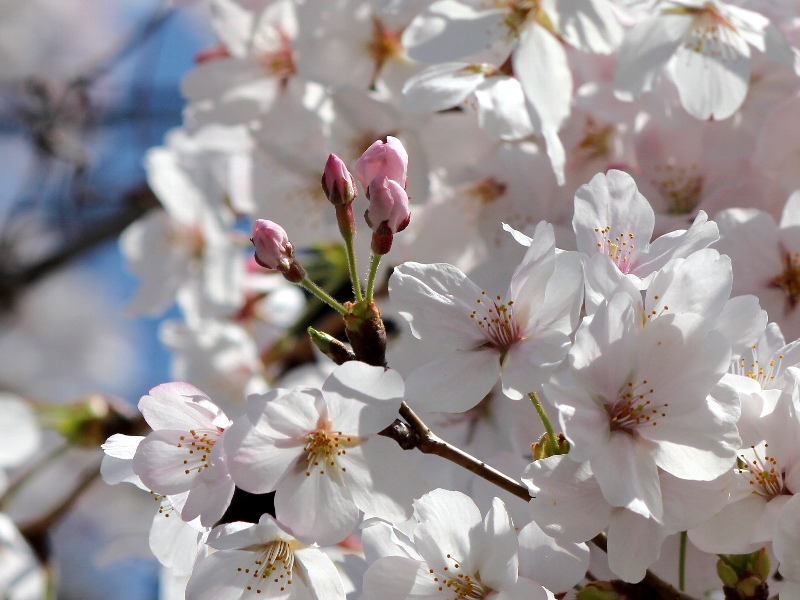 f:id:noraneko222:20130331182346j:image f:id:noraneko222:20130331182346j:image