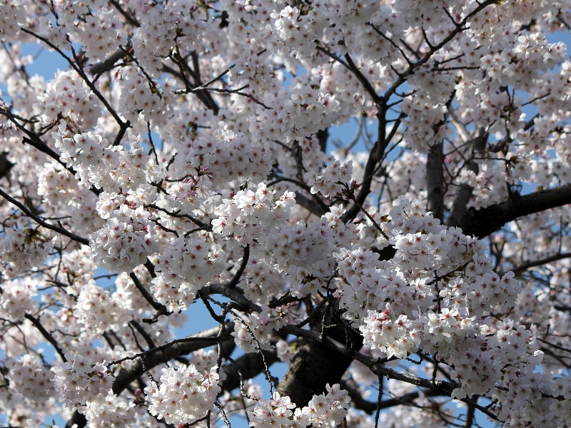 f:id:noraneko222:20130331182347j:image f:id:noraneko222:20130331182347j:image