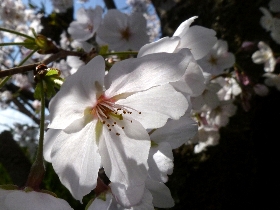 f:id:noraneko222:20130331182348j:image