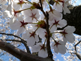 f:id:noraneko222:20130331182349j:image f:id:noraneko222:20130331182349j:image