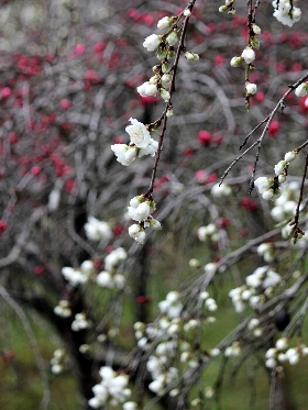 f:id:noraneko222:20130403213841j:image f:id:noraneko222:20130403213841j:image