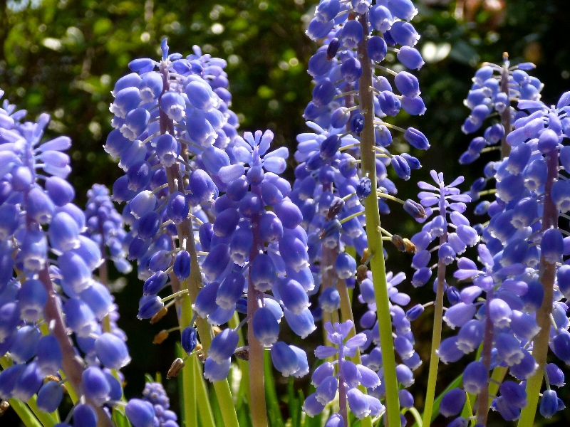 f:id:noraneko222:20130405204811j:image f:id:noraneko222:20130405204811j:image