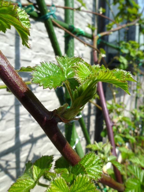 ブラックベリーの誘引 13 春 新 ぼちぼち植物などを