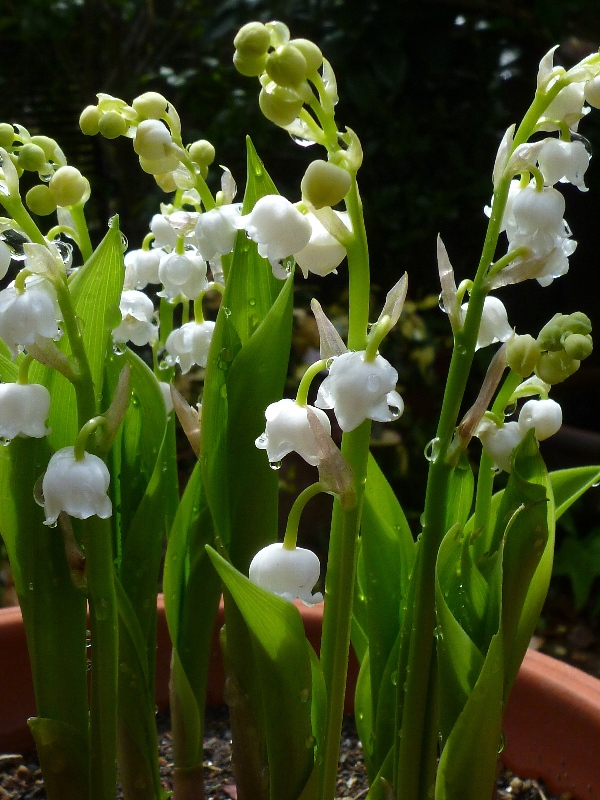 f:id:noraneko222:20130421215357j:image f:id:noraneko222:20130421215357j:image