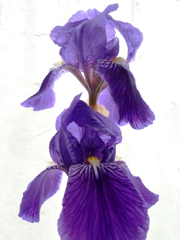 f:id:noraneko222:20130426190656j:image f:id:noraneko222:20130426190656j:image