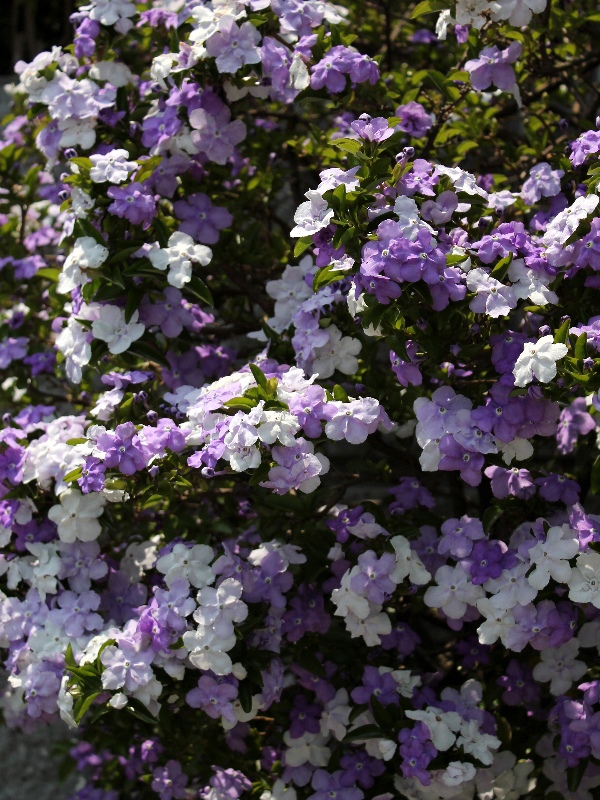 f:id:noraneko222:20130516184011j:image f:id:noraneko222:20130516184011j:image